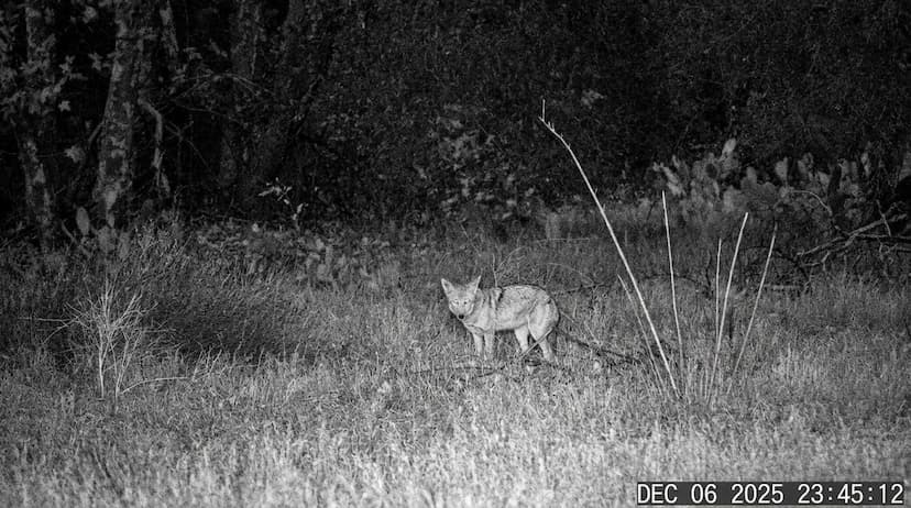 Low visibility night vision showing barely visible coyote